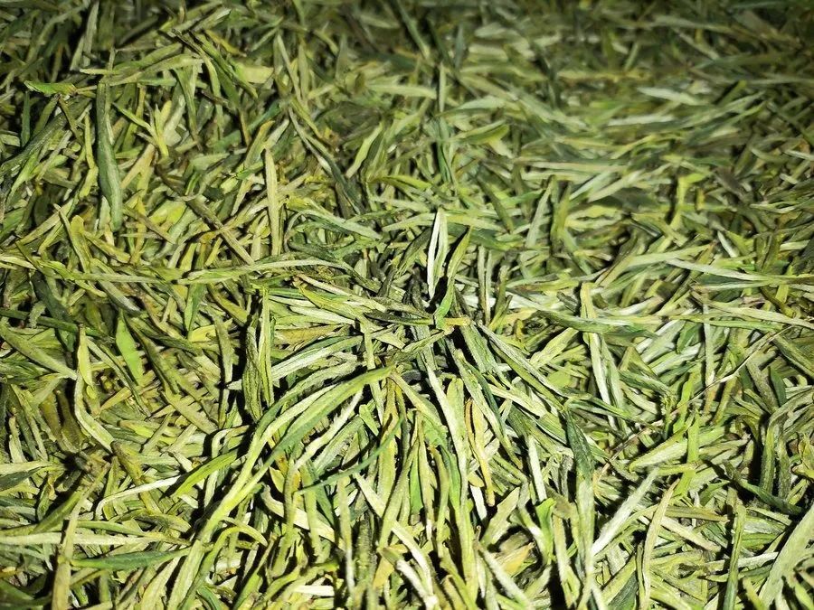 2024年新茶上市！看美景！带你走进【葛毅明家的茶园】